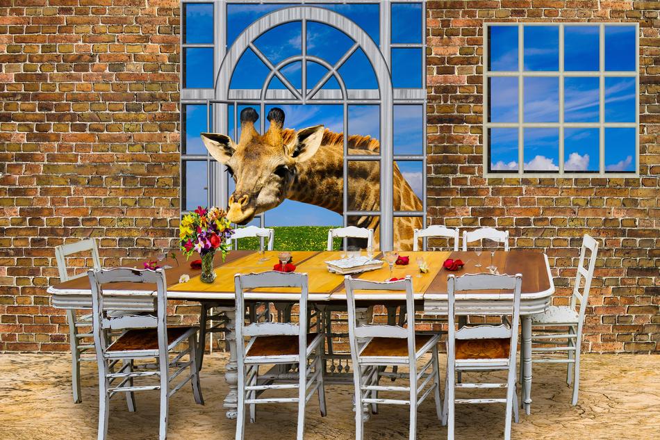 giraffe at Window composing