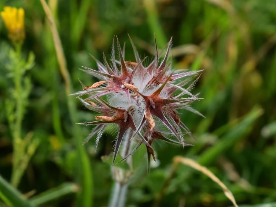 Thorns Plant Flora