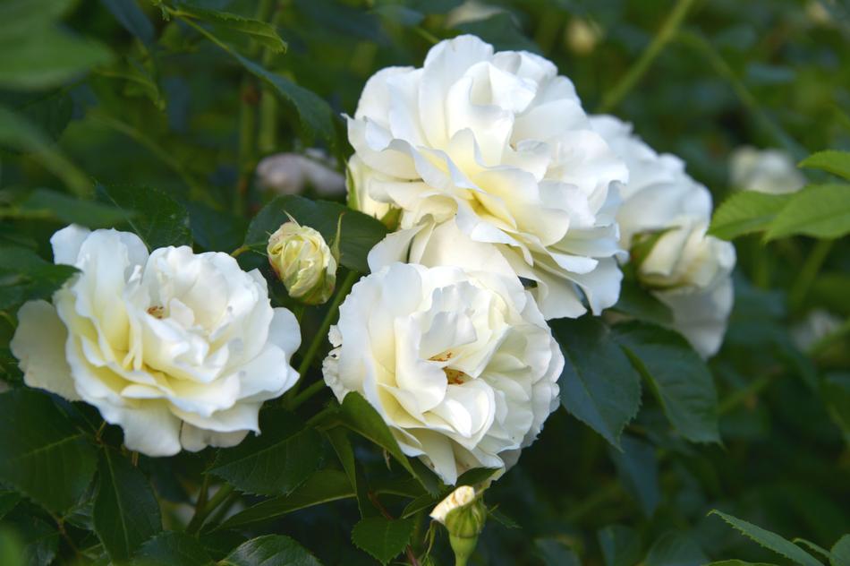 Inner Wheel Rose White