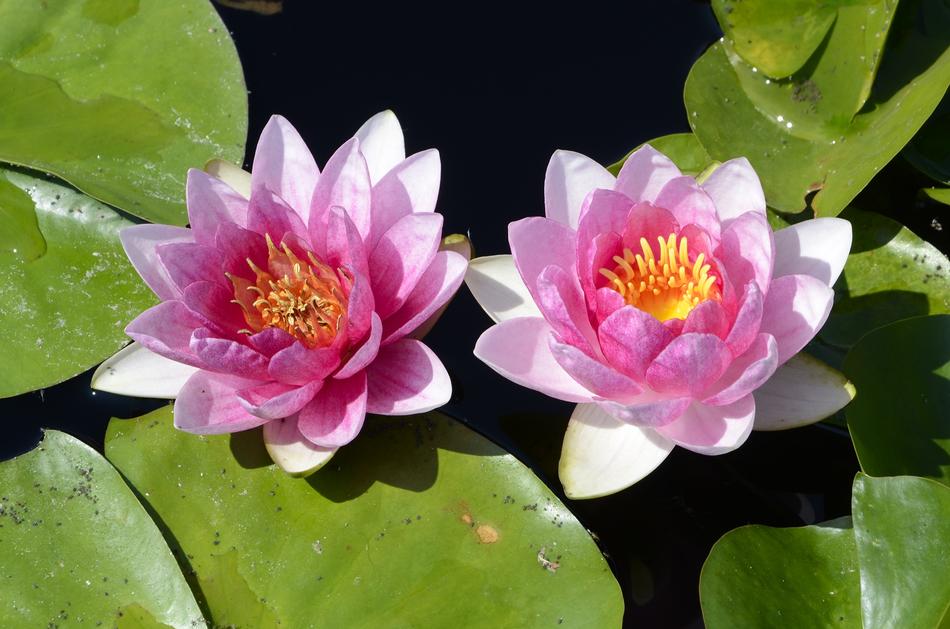 Lillies Pond Water