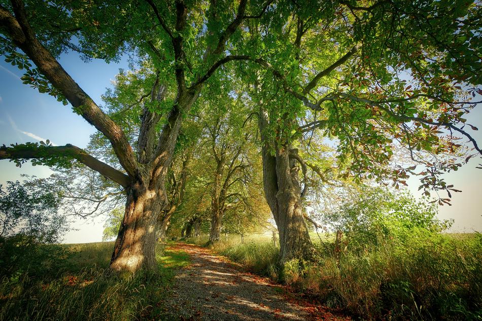 Nature Wood Tree
