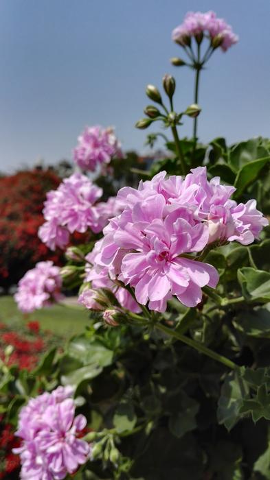 Flower Flora Nature