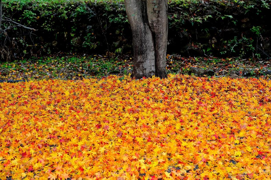 Nature Of Order Autumn