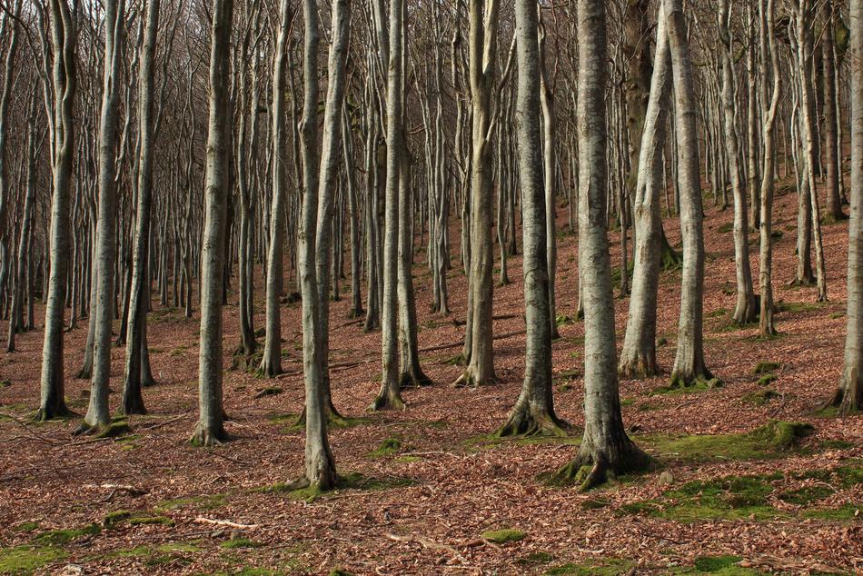 poles trees fall forest
