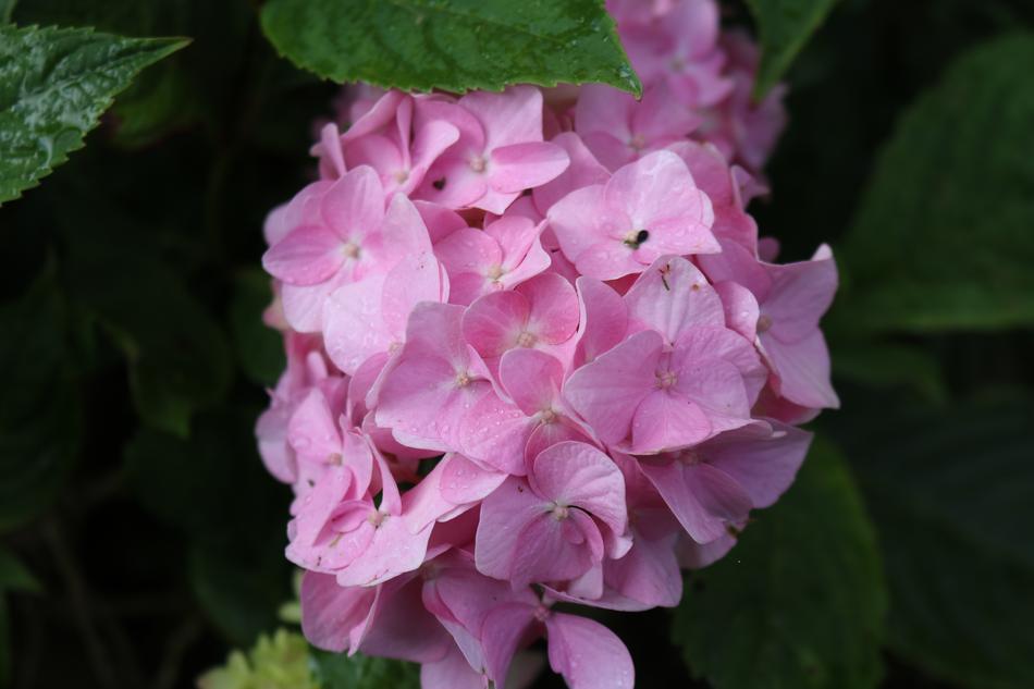 Flower Nature Flora