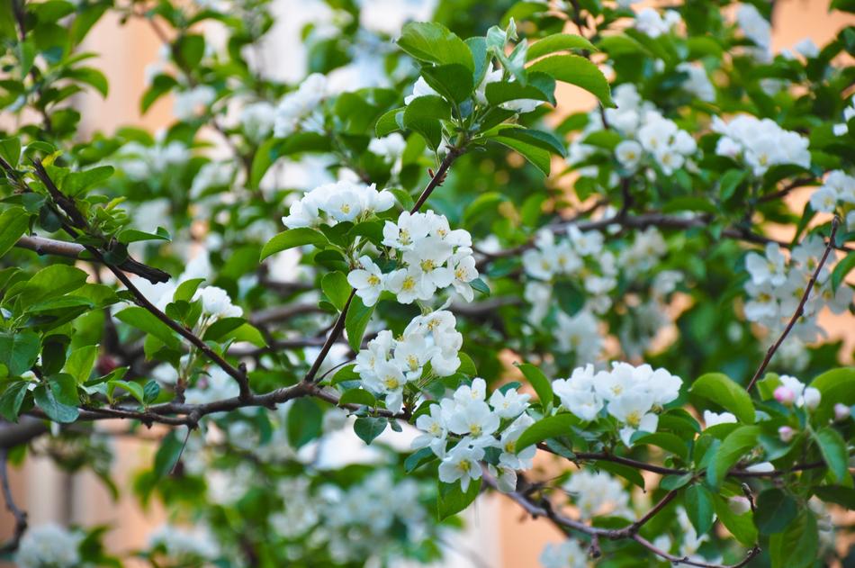 Spring Bloom Flowers Flowering