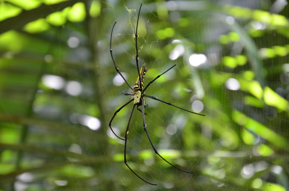 Spider Nature