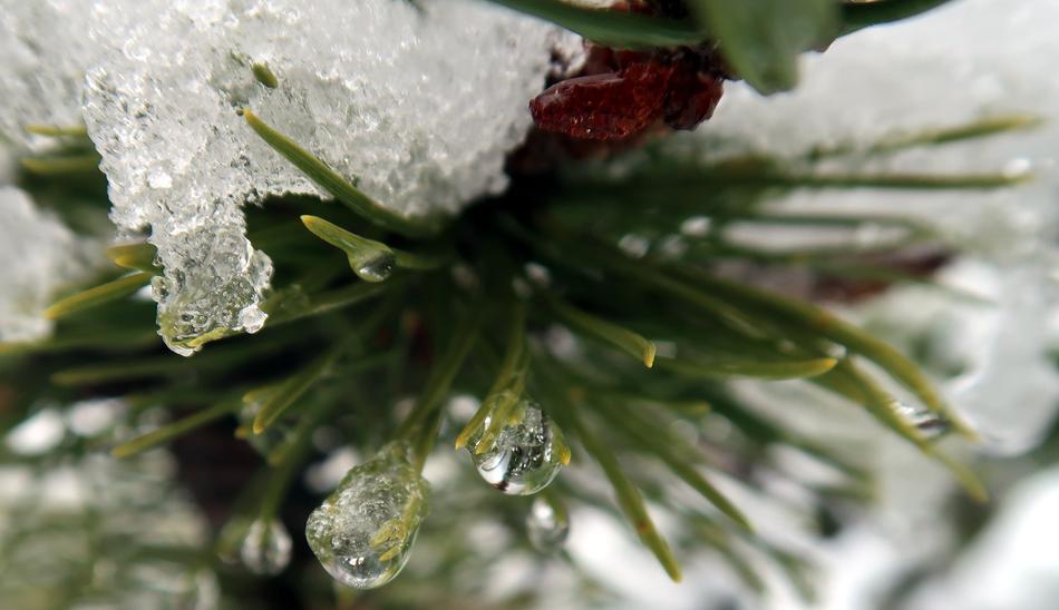 Winter Nature Frost