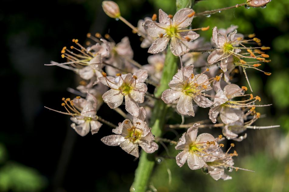 Flower Rain Spring
