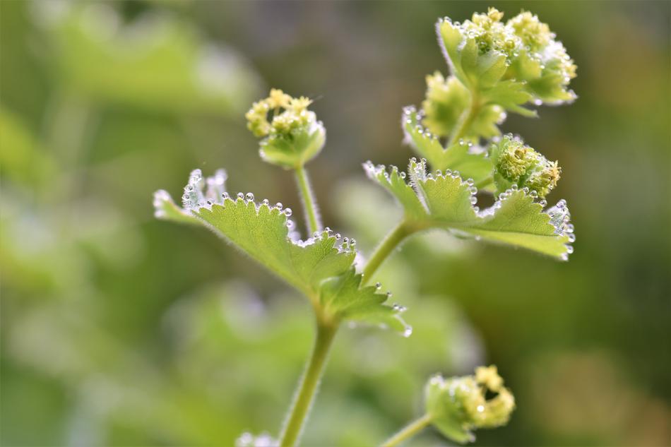 Frauenmantel Plant Medicinal