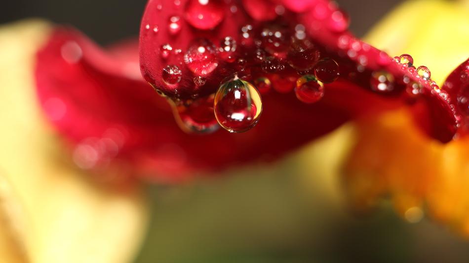 Nature Pearl Flower