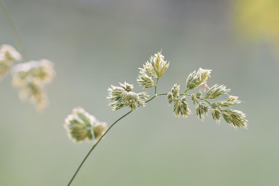 wheat plant grass grass is beautiful