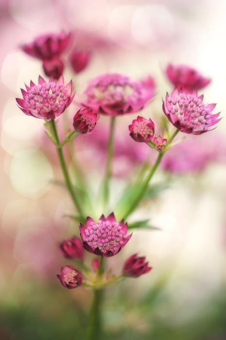 Masterwort Flower Blossom