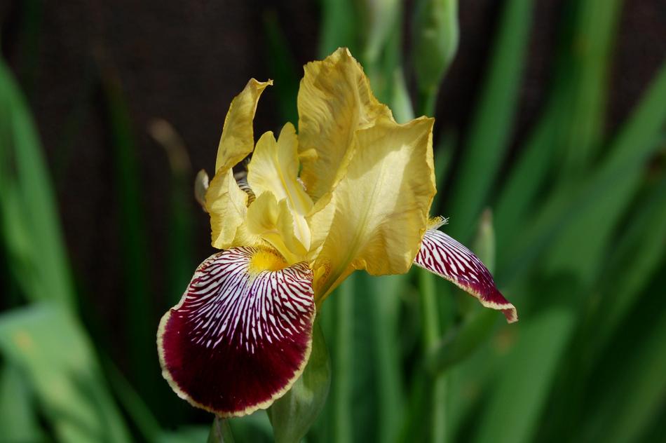 Nature Flower Plant