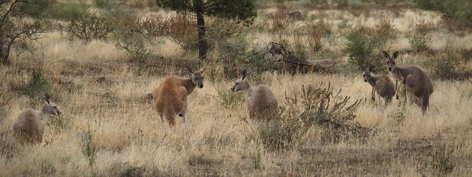 Kangaroos Outback Australia