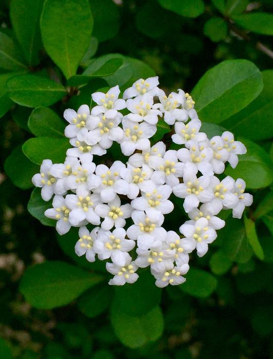 White Flower Flora