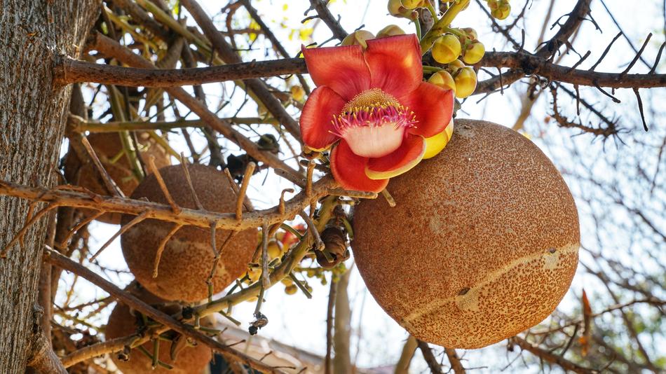 Cannon Ball Tree Flower Scented