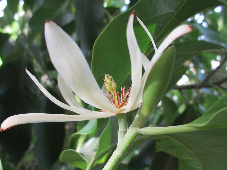 White Champak Flower