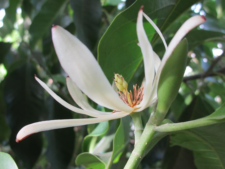 White Champak Flower