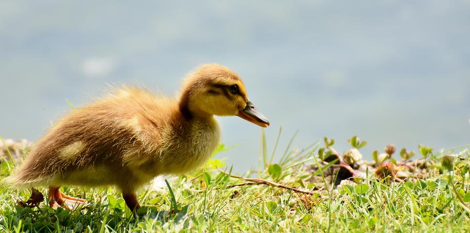cute little duckling in the grass