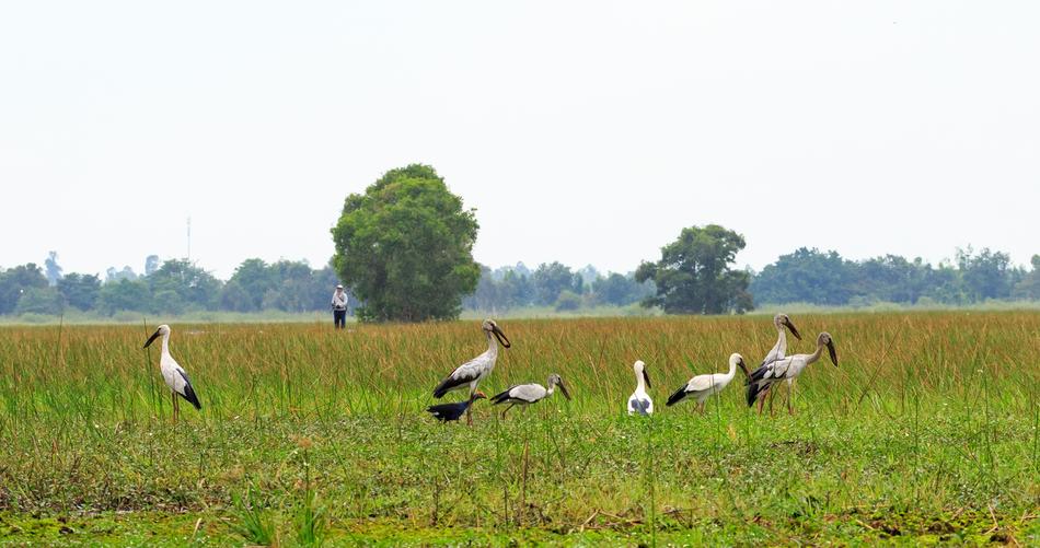 Grass Nature Field