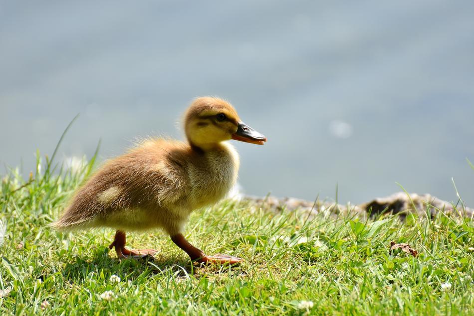 Mallard Chicks Baby