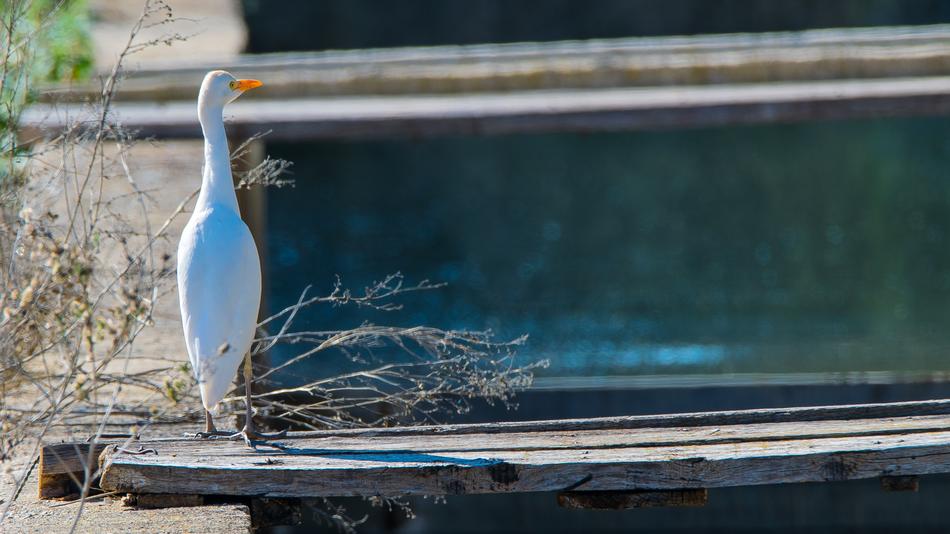 white bird in a pool