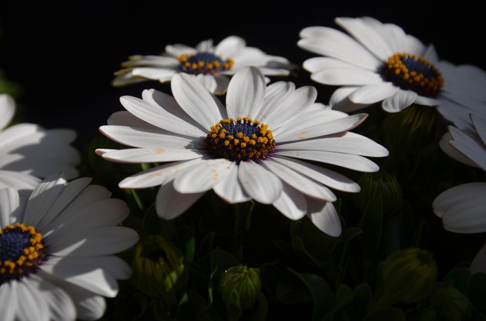 Flower White Orange