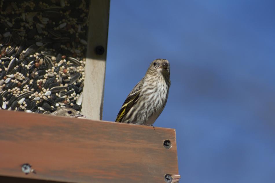 a bird is sitting on the roof