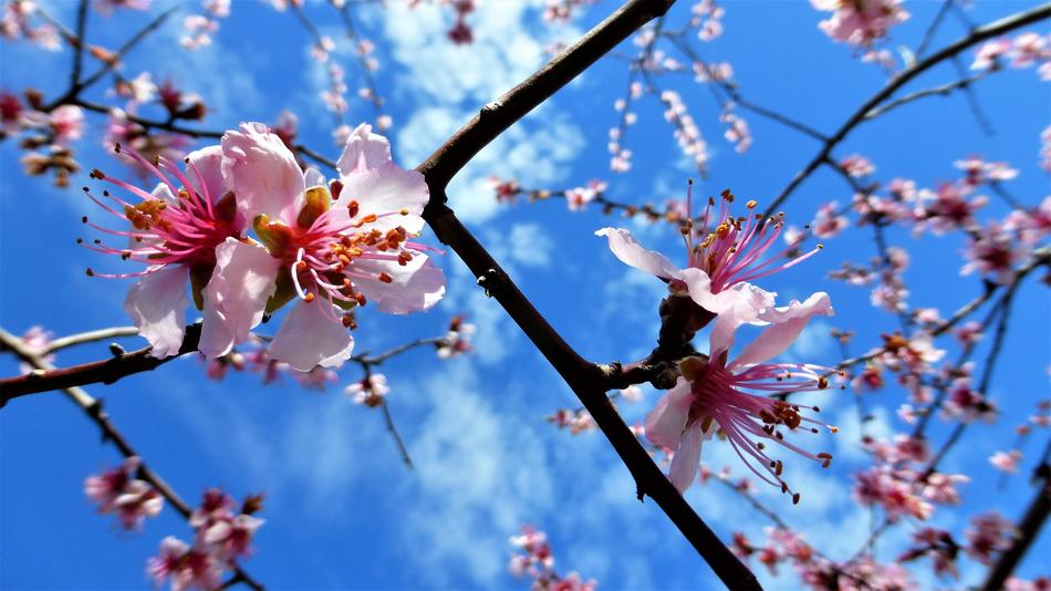 Nature Flower Branch Almond