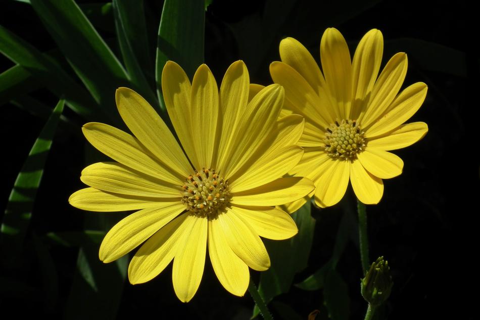 Flower Yellow Plant