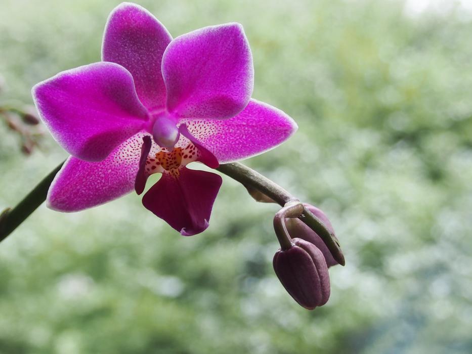 Plant Nature Flower