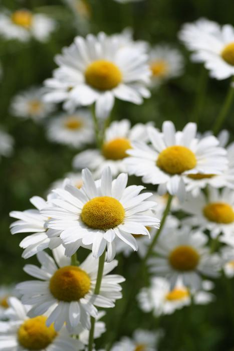 Flowers Daisies Fields