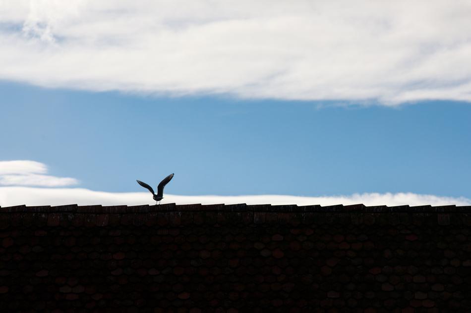 bird silhouetted against the rocks