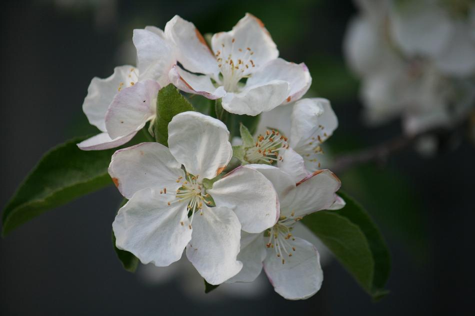 Macro Flowers White blur