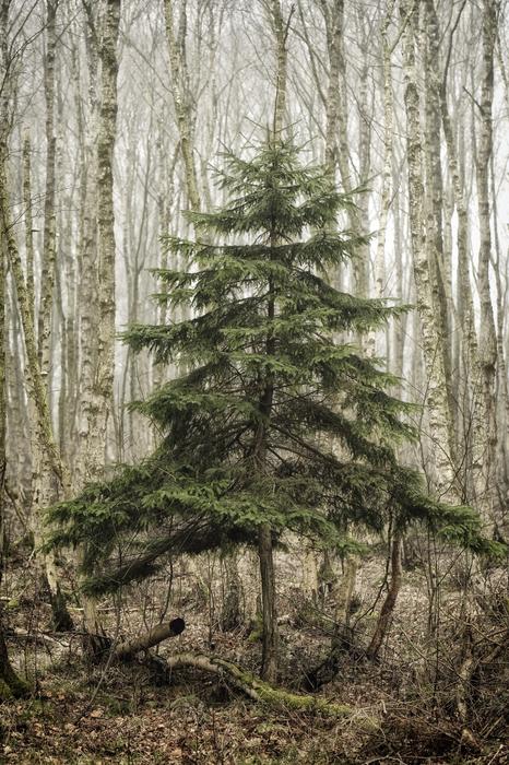 Wood Tree Nature