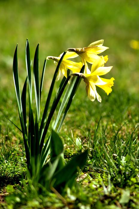 Nature Flower Plant