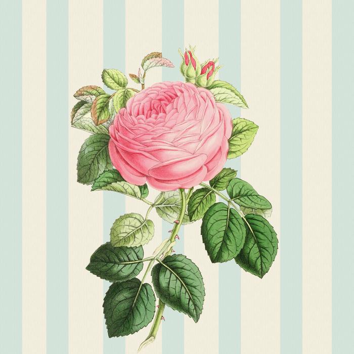 Background Rose Pink