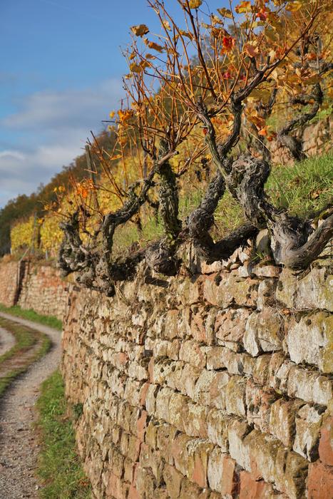 Vineyard Wine Winegrowing