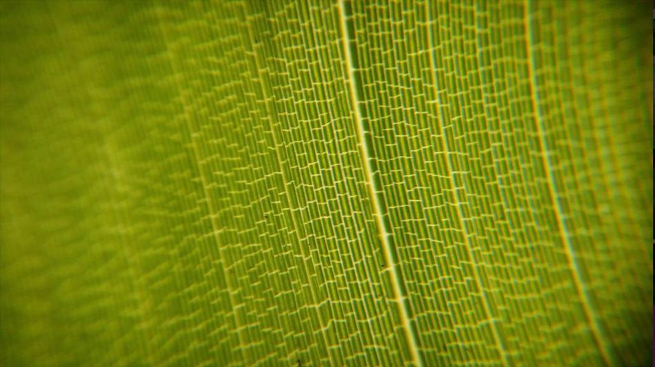 Leaf Green Nature
