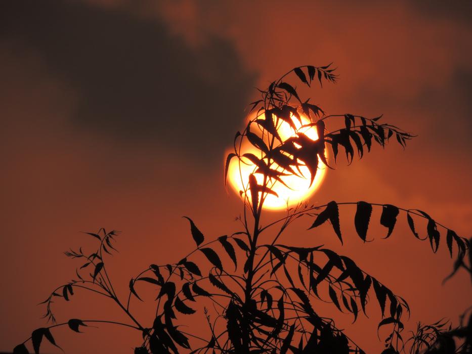 Sun Tree Sky