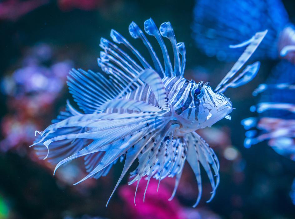 Fish Aquarium Nature Undersea
