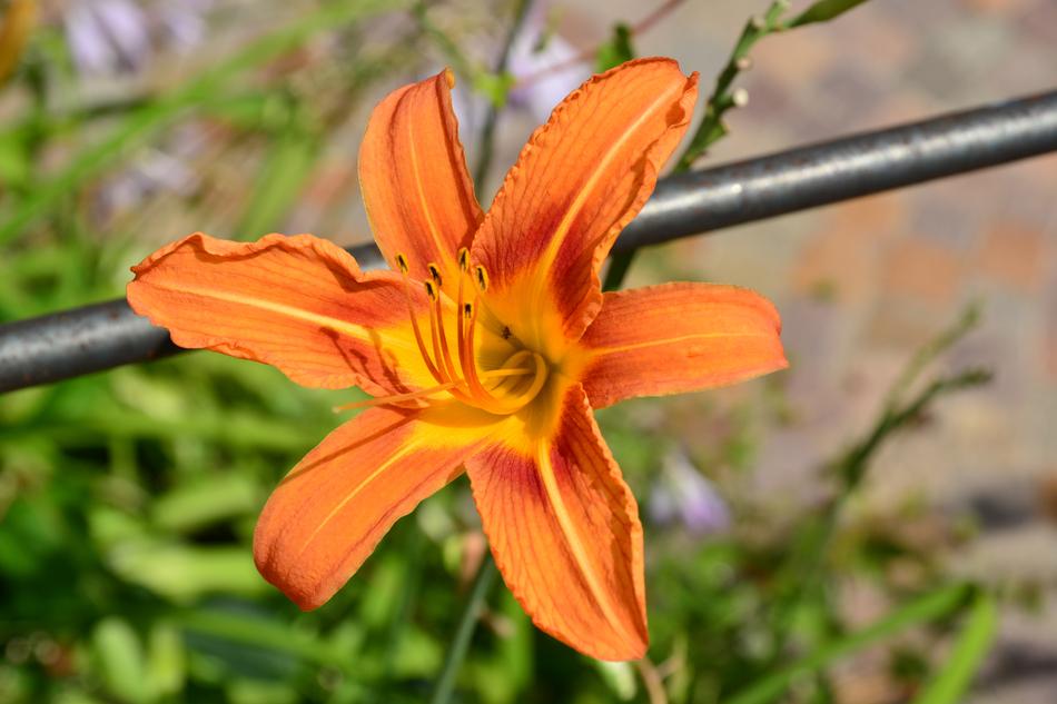Nature Flower Plant