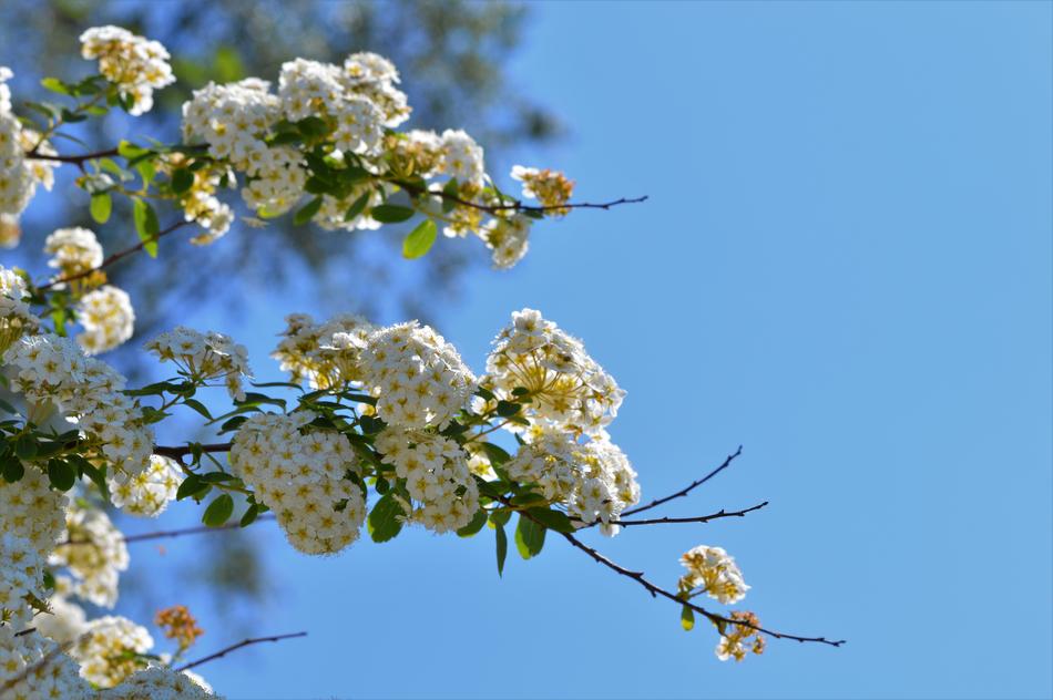 White Flower Garden