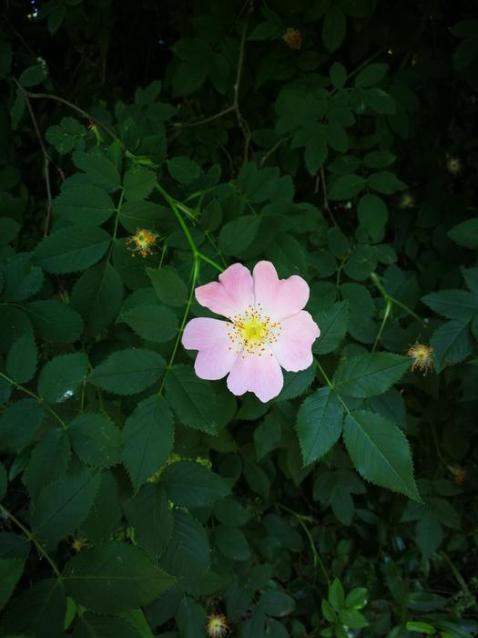 Flower Nature