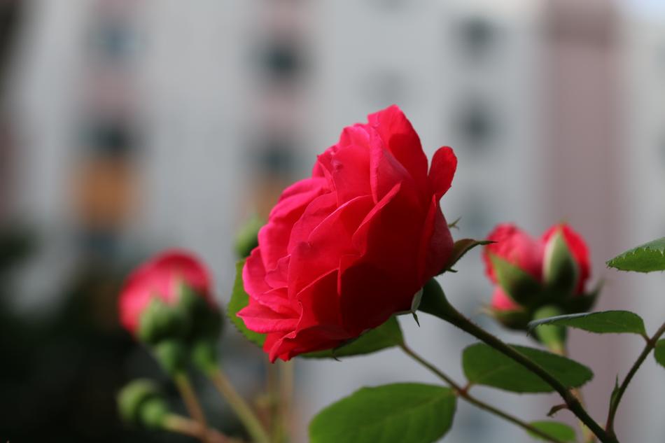 Rose Plants Flowers