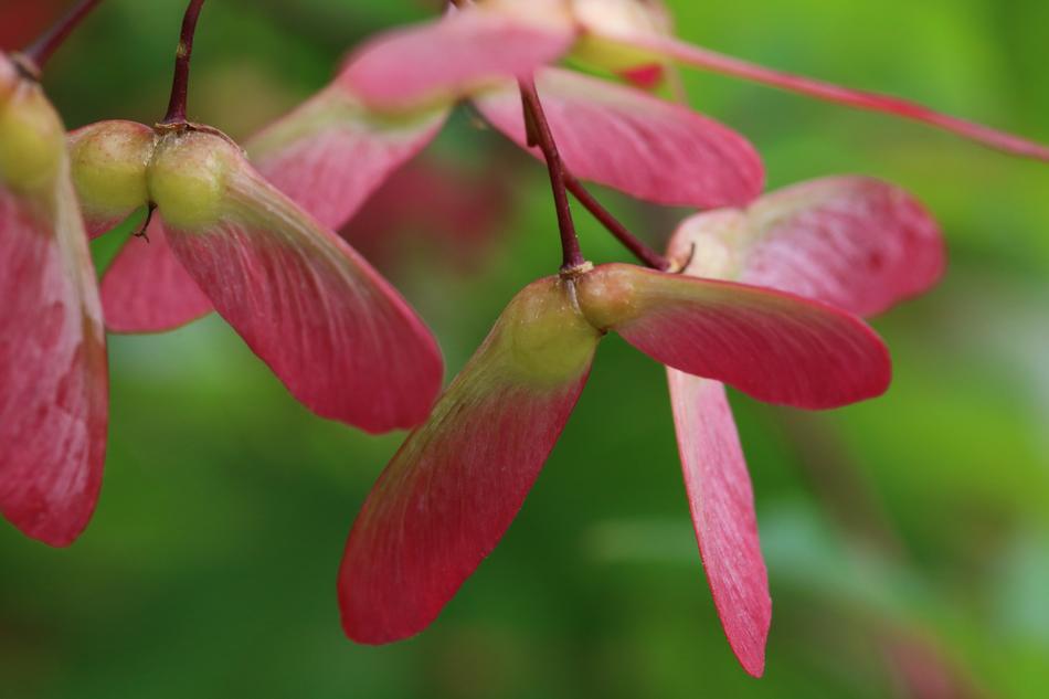 Autumn Leaves Seeds Maple
