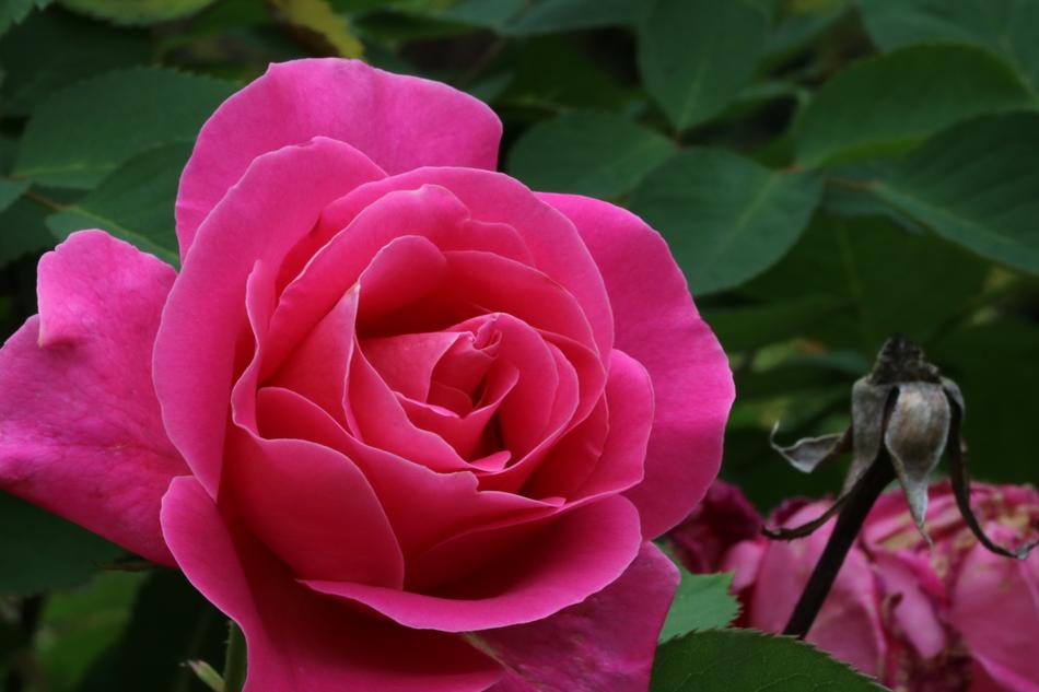 Rose Plants Flowers