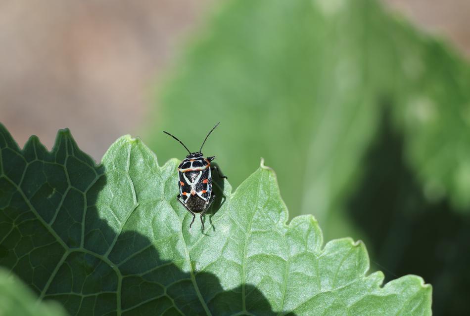 Nature Plant Insect macro blur