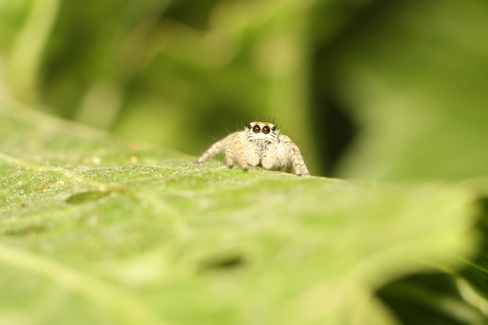 Nature Sheet Insect